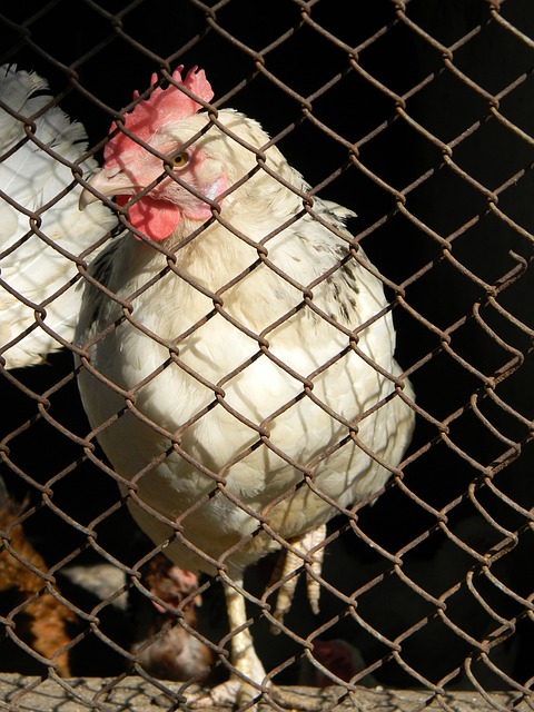 新晋接应选 新晋接应选