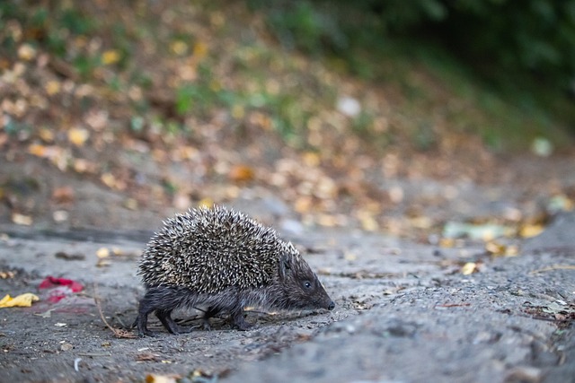 手们争夺桂 手们争夺桂