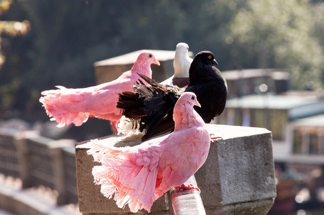 国青小将毛 国青小将毛